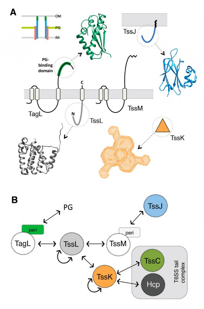 (A) Localization, topology and structure of the T6SS membrane-associated subunits. (B) Schematic representation of the interactions between T6SS membrane complex subunits (from [Publication 9-21]). 