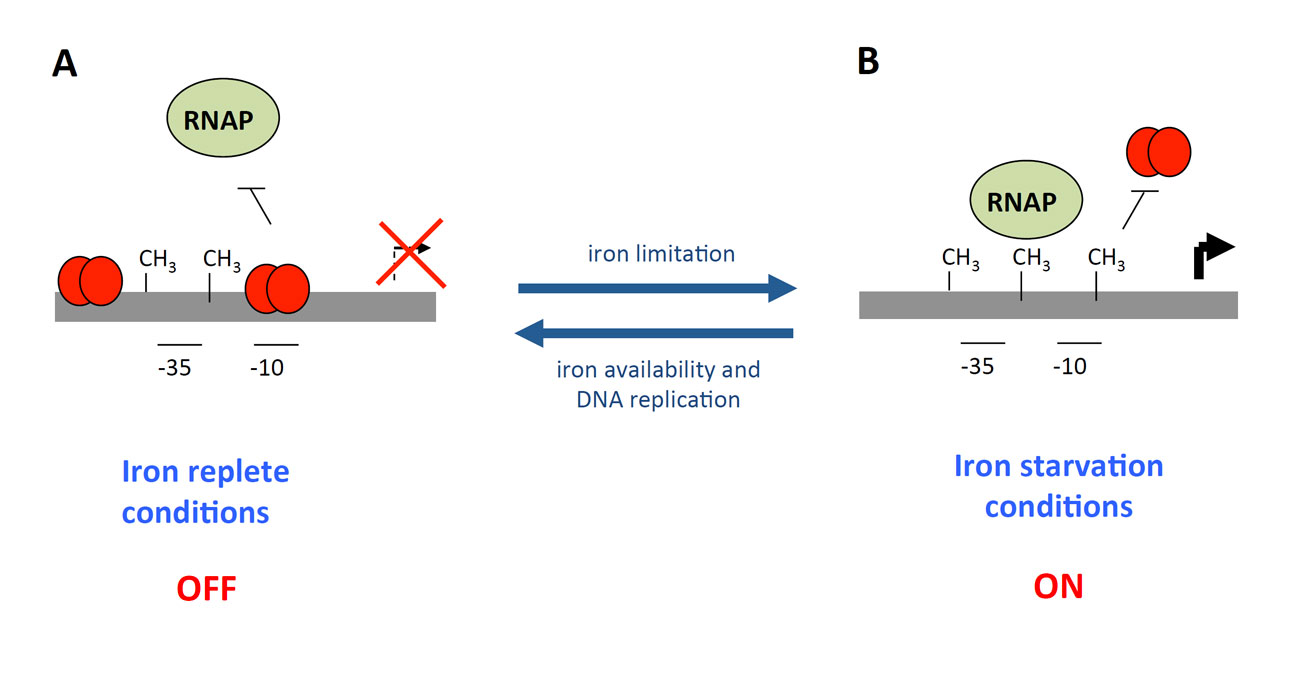 Schematic representation of the regulatory mechanism of the EAEC sci-1 T6SS gene cluster.