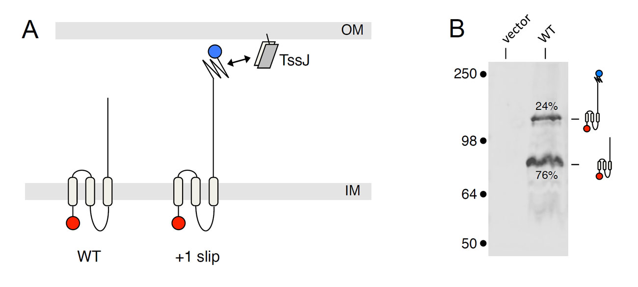 Transcriptional slippery in the tssM gene of Citrobacter rodentium. (A) Schematic representation of the TssM variants obtained by normal transcription (WT) and +1 slip. The full-length TssM protein produced in case of +1 slip carries the C-terminal domain that contacts the TssJ outer membrane lipoprotein. (B) Western-blot analyses showing that two forms are produced in vivo, with their relative ratio.