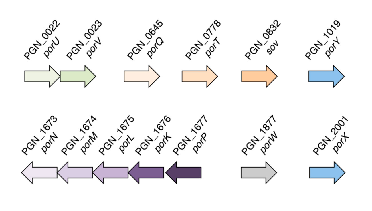Genes involved in the secretion/processing of gingipains. The generic name (por) is indicated as well as the PGN number (which reflects the position of the corresponding gene on the P. gingivalis ATCC33277 genome). The genes corresponding to the PorY-PorX two-component system are indicated in blue.